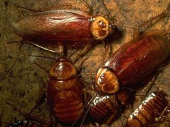 佛山白蚁防治所