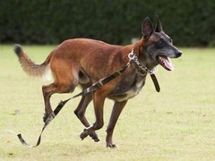 宿迁弗莱特寻回犬