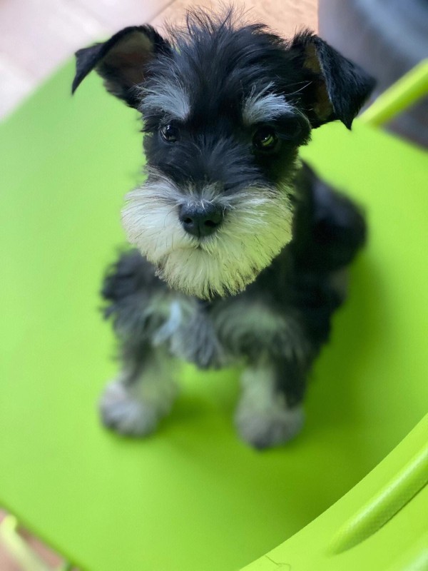 犬舍繁殖基地