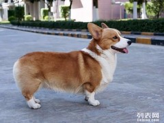 盛诚犬业