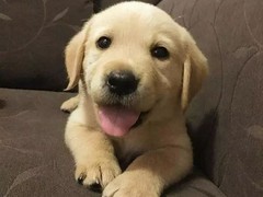 常德布列塔尼犬