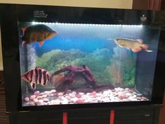 北京魚(yú)缸維護(hù)