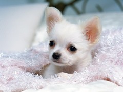 泰州粗毛柯利犬