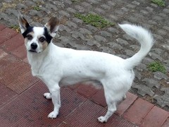 大连巴吉度犬