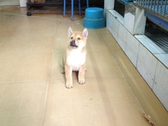 广东真顺犬业