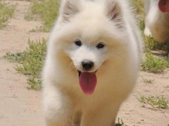 顺琦犬舍