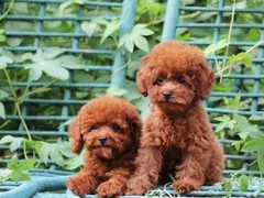 汪泰犬业