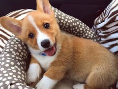 风凌犬业