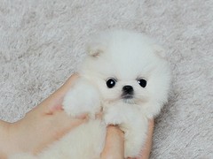 台州大丹犬领养