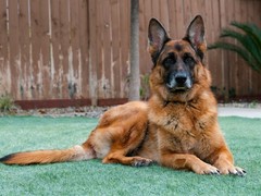 广州博爱犬舍