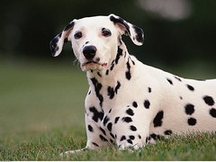 连云港西伯利亚雪橇犬