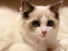 小新猫舍