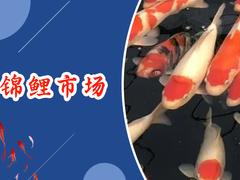银川锦鲤出售