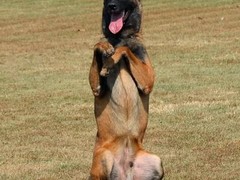 凌宇犬业