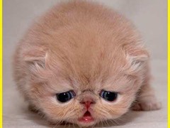 钟灵猫舍