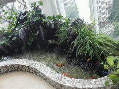 邯郸锦鲤价格
