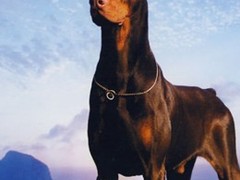 台州柯利犬