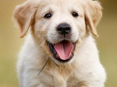 廊坊硬毛指示格里芬犬