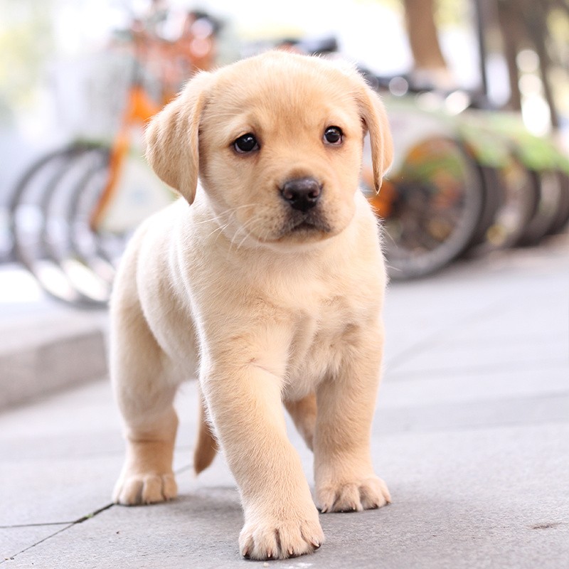 犬舍繁殖基地