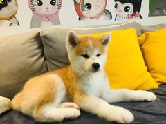 台州波兰德斯布比野犬