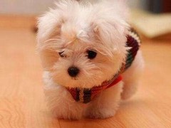 兰州北京犬