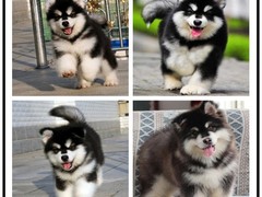 三亚苏格兰猎鹿犬