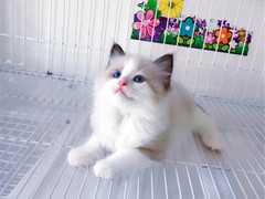 杭州蓝白多少钱