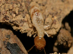 春华有害生物防治有限公司