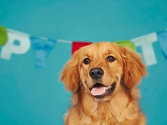 凌宇犬业