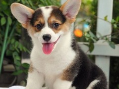 福州荷兰毛狮犬