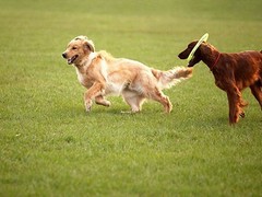 马鞍山孙亮星狗连锁品牌训犬基地