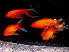 无锡冰之神水族制冷经营