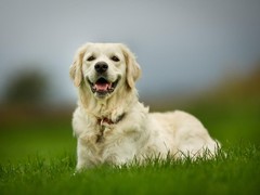 无锡哈瓦那犬