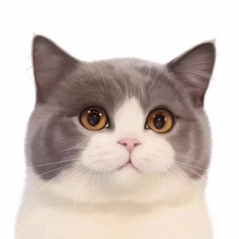 英短蓝猫 蓝白 美短加白 渐层 起司高白猫 包纯种健康