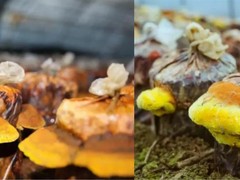人工种植鹿茸菌价格