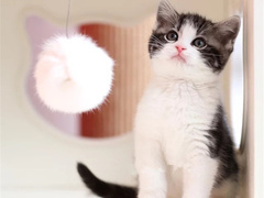 小许宠物