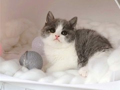 小新猫舍