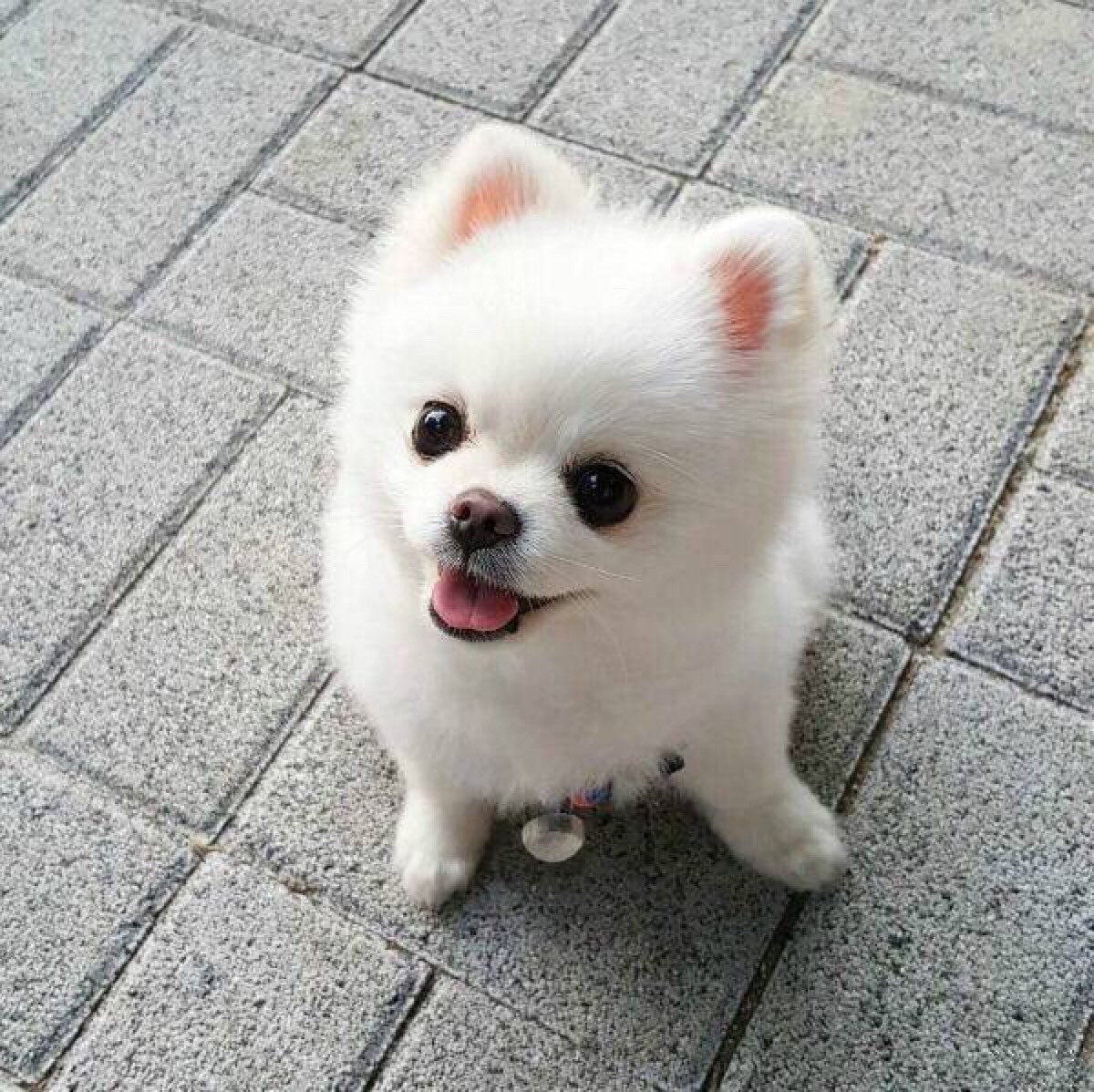 犬舍繁殖基地