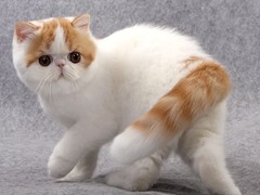 嘉美猫舍