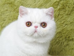 凌菲猫舍