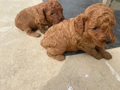 鲁豫犬业