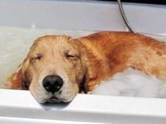 吉祥犬舍