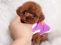 呼和浩特美国斯塔福郡梗