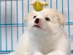 益帆边境犬舍