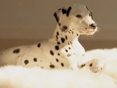 温州波尔多犬