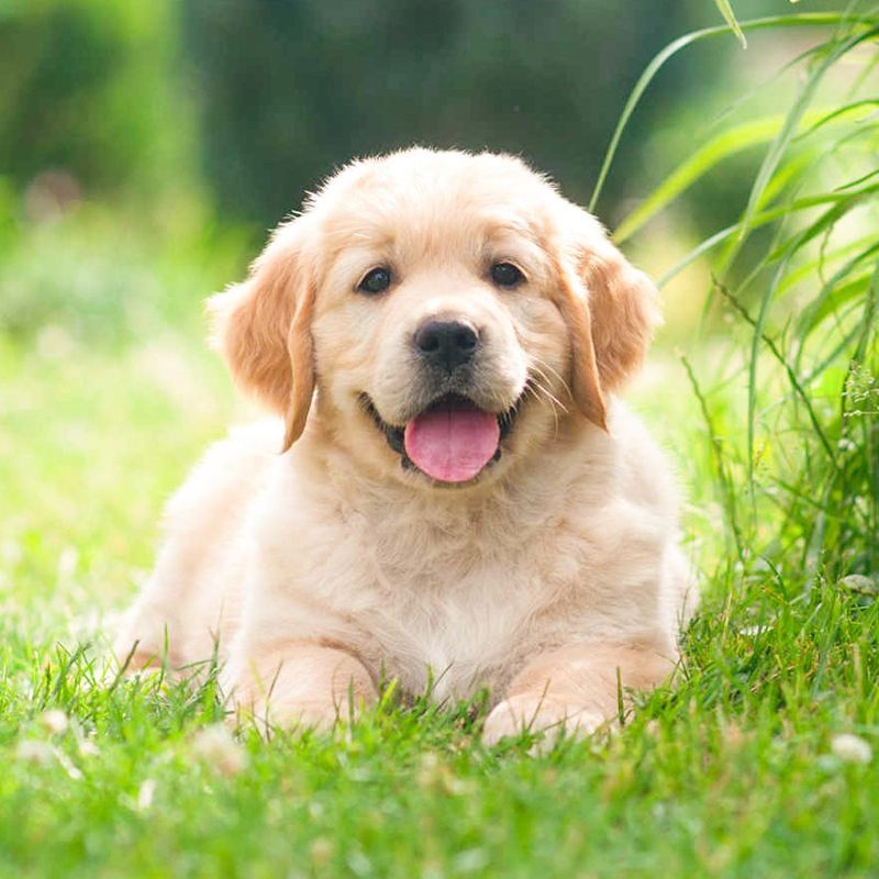 犬舍繁殖基地