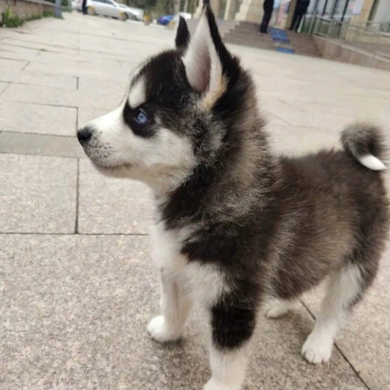 犬舍繁殖基地