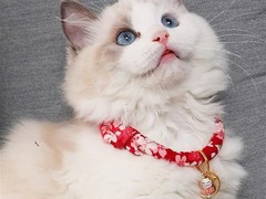虹雨猫舍