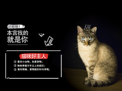 武汉馨馨猫舍