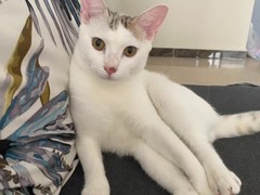 兰州缅因猫价格